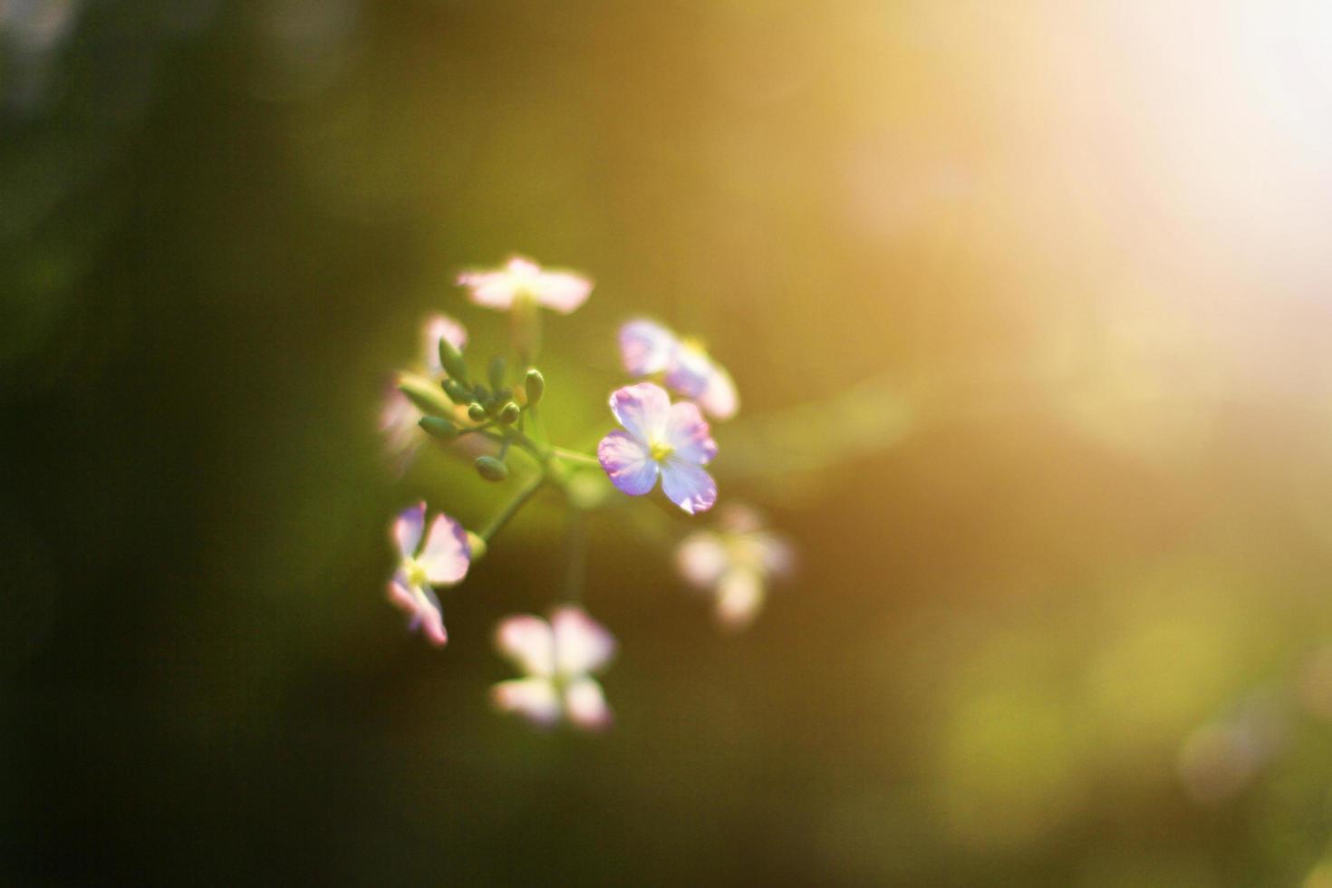 lindo florescendo branco selvagem flores Campos dentro primavera e natural luz solar brilhando em montanha. foto