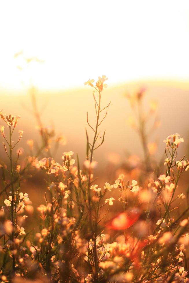 lindo florescendo branco selvagem flores Campos dentro primavera e natural luz solar brilhando em montanha. foto