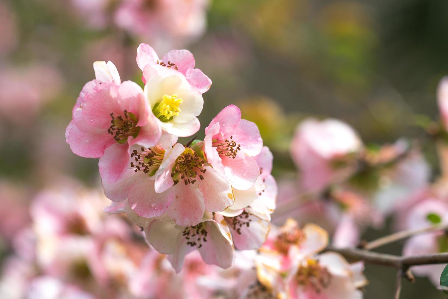 close-up de chaenomeles japonica, ou marmelo japonês ou flores de marmelo maule com um fundo desfocado foto