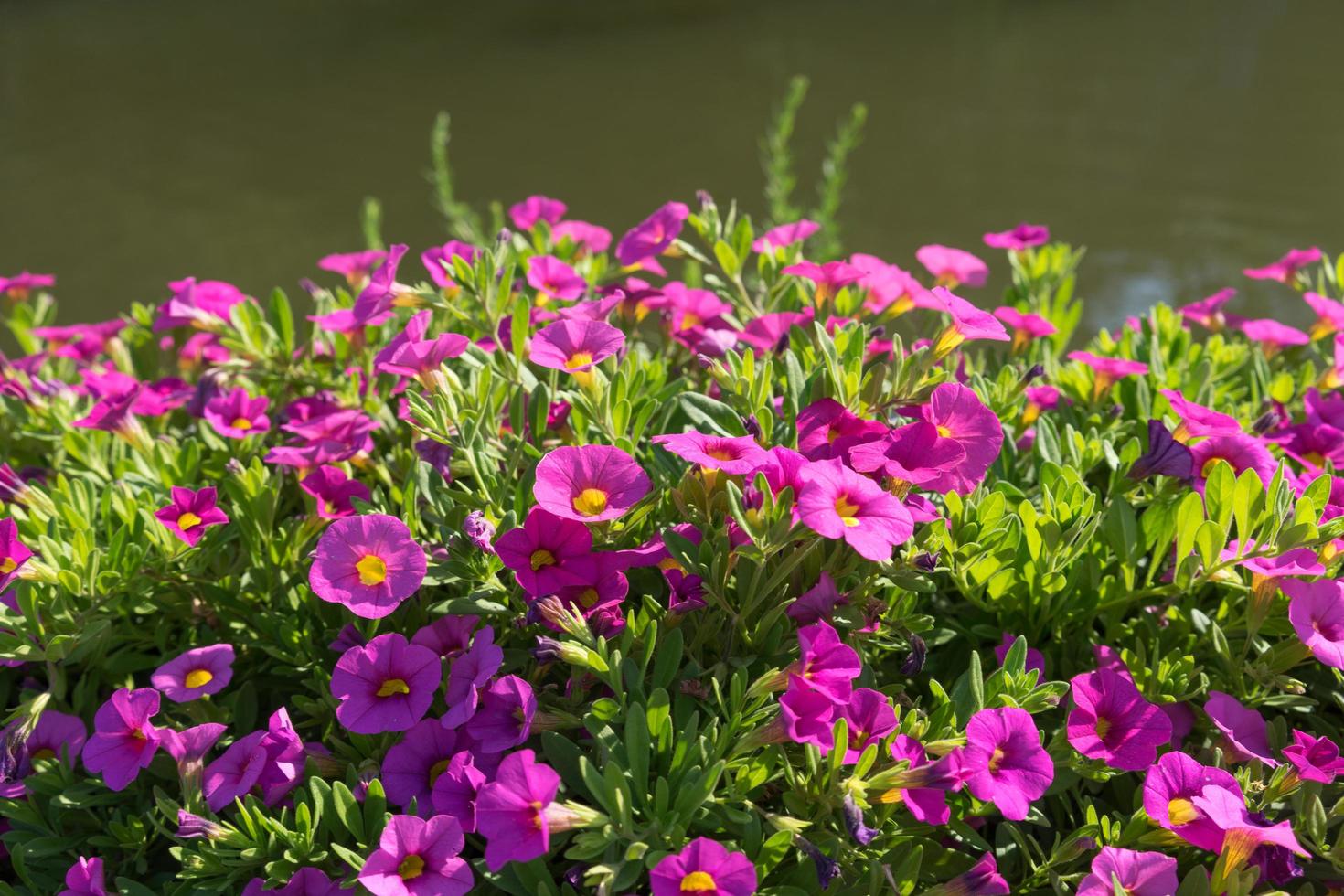 flores rosa brilhantes ao lado de uma lagoa ou lago foto