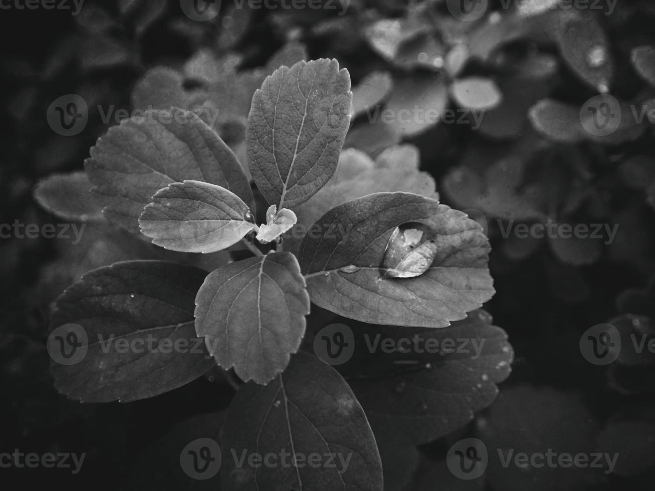 lindo verão plantar com pingos de chuva em a folhas monocromático foto