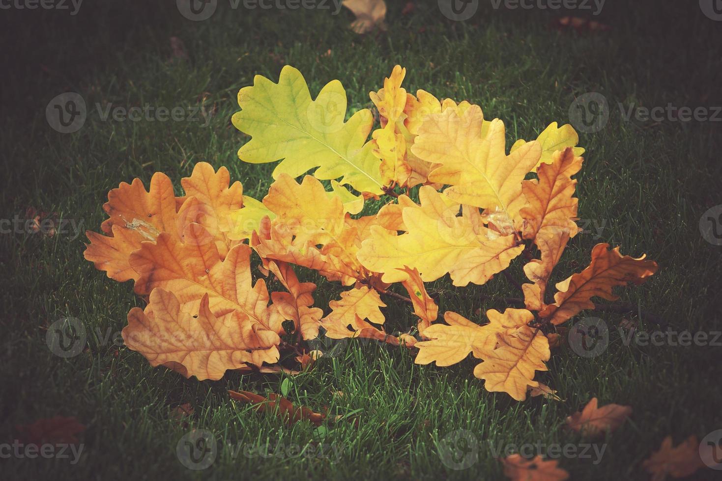 ouro galho com outono dourado folhas deitado em verde Relva dentro a caloroso Sol foto