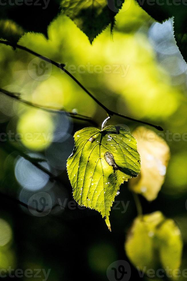 outono folhas em uma árvore ramo aceso de caloroso □ Gentil outono Sol foto