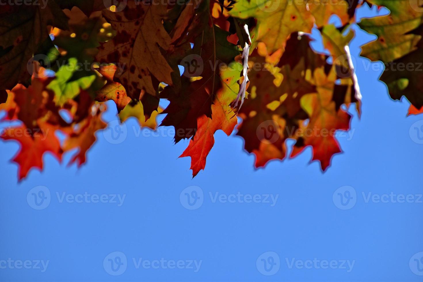 vermelho outono fundo do carvalho folhas em uma azul céu fundo foto