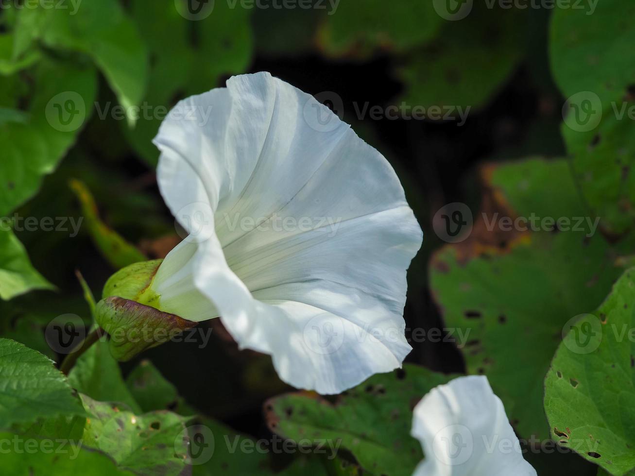 grande flor branca de trepadeira comum, convolvulus arvensis, em uma sebe inglesa foto