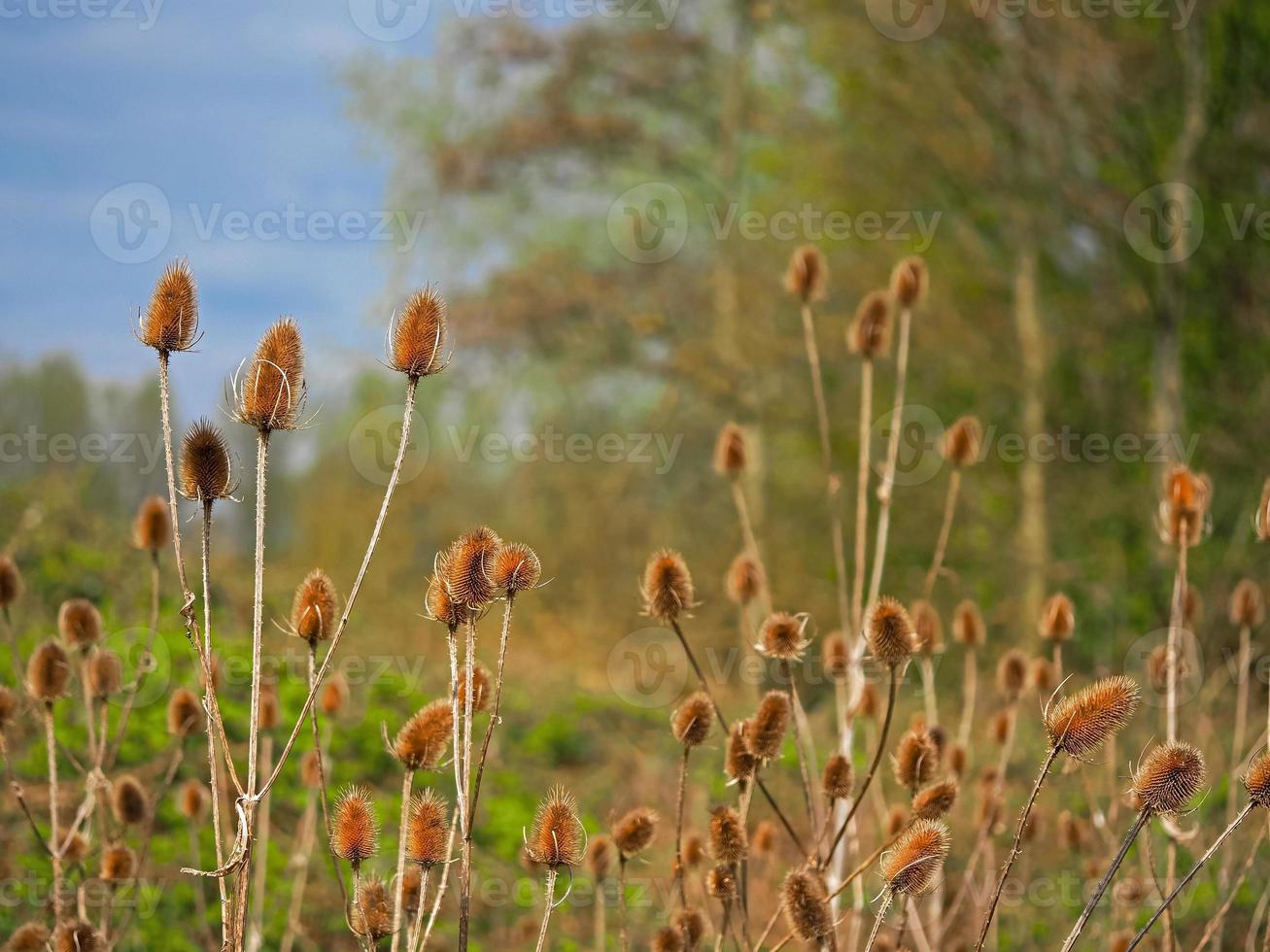 teasels na reserva natural comum de barlow, yorkshire norte, inglaterra foto