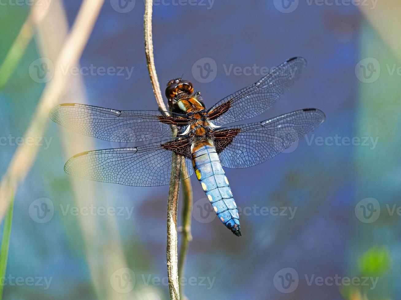 libélula caçadora de corpo largo, libellula depressa, descansando em um junco foto