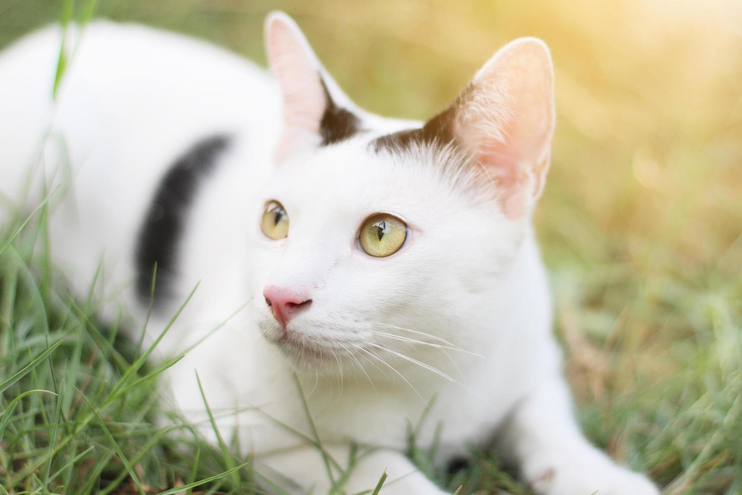 branco gato apreciar e relaxar em verde Relva com natural luz solar dentro jardim foto