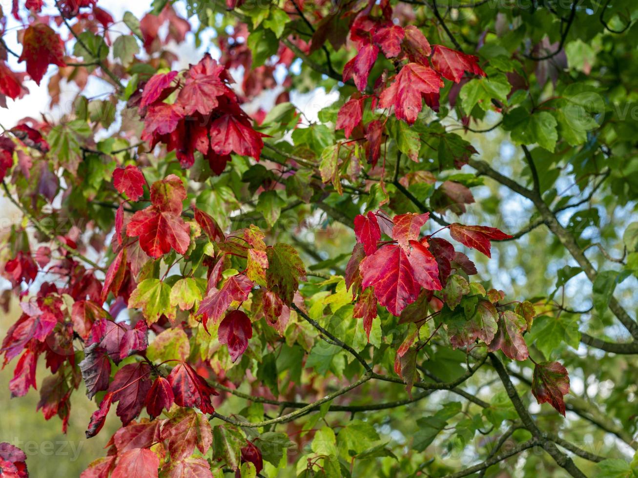 folhas de bordo coloridas em uma árvore no outono foto