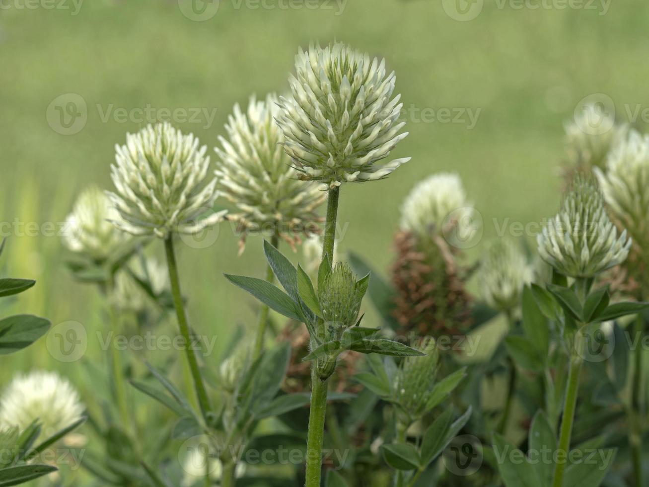 flores brancas de trevo de enxofre, trifolium ochroleucon foto