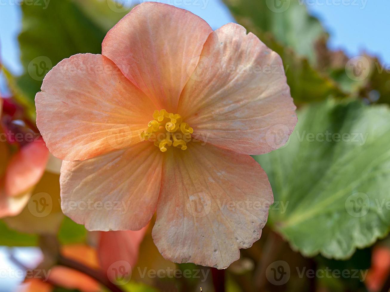 close de uma linda flor de begônia de pêssego foto