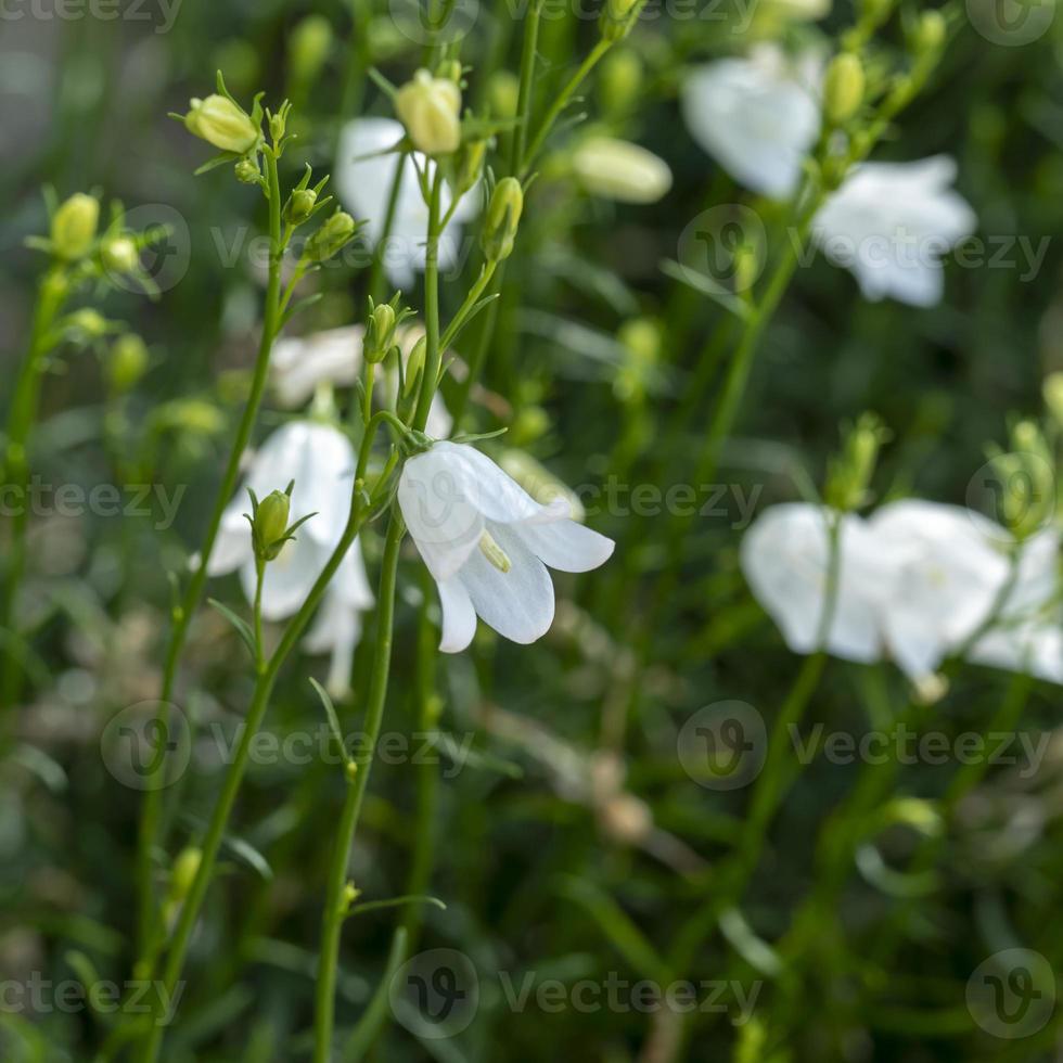 flores brancas de campanula ao sol em um jardim foto