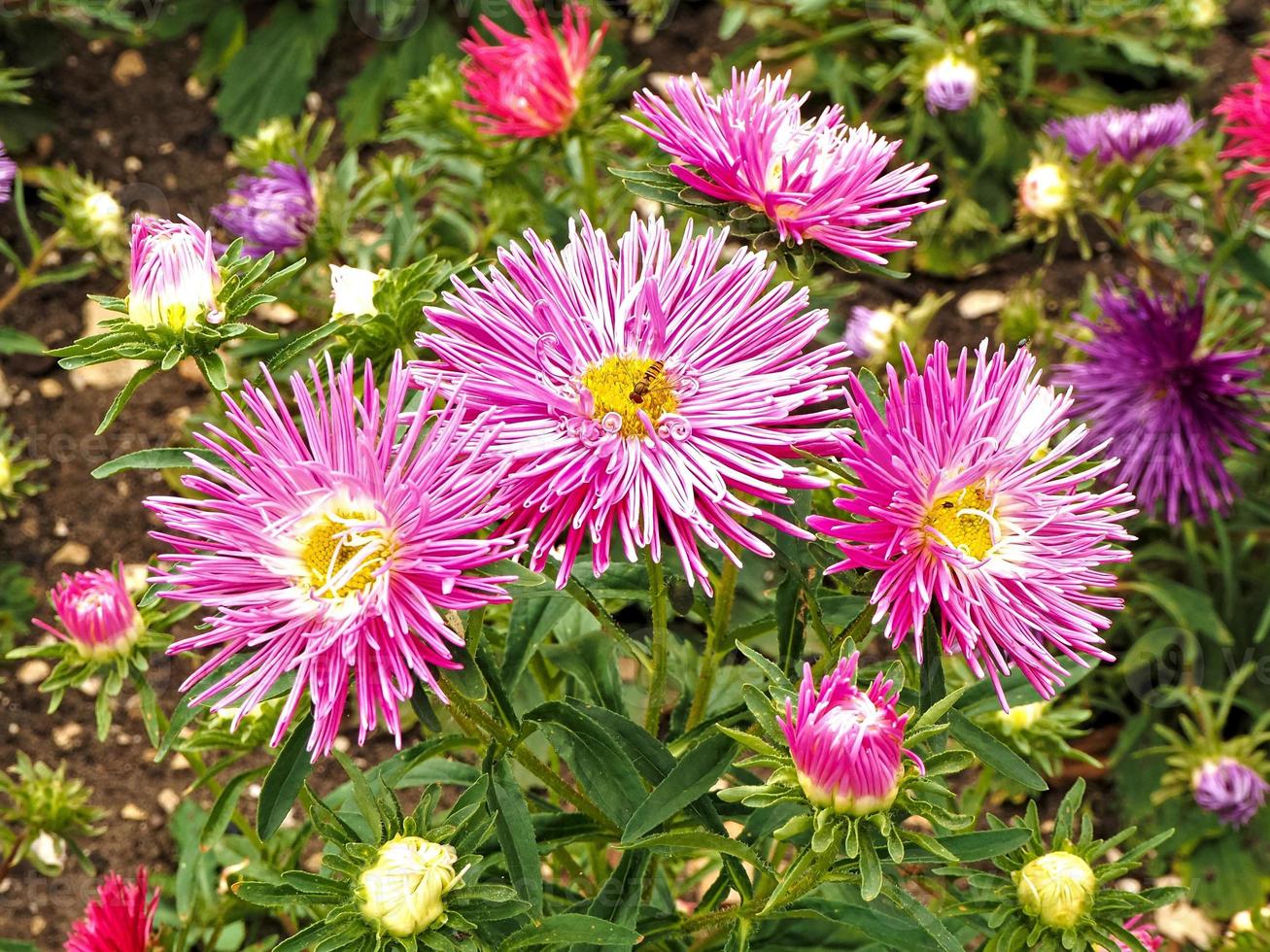 ásteres chineses bonitos com agulha rosa, callistephus chinensis foto