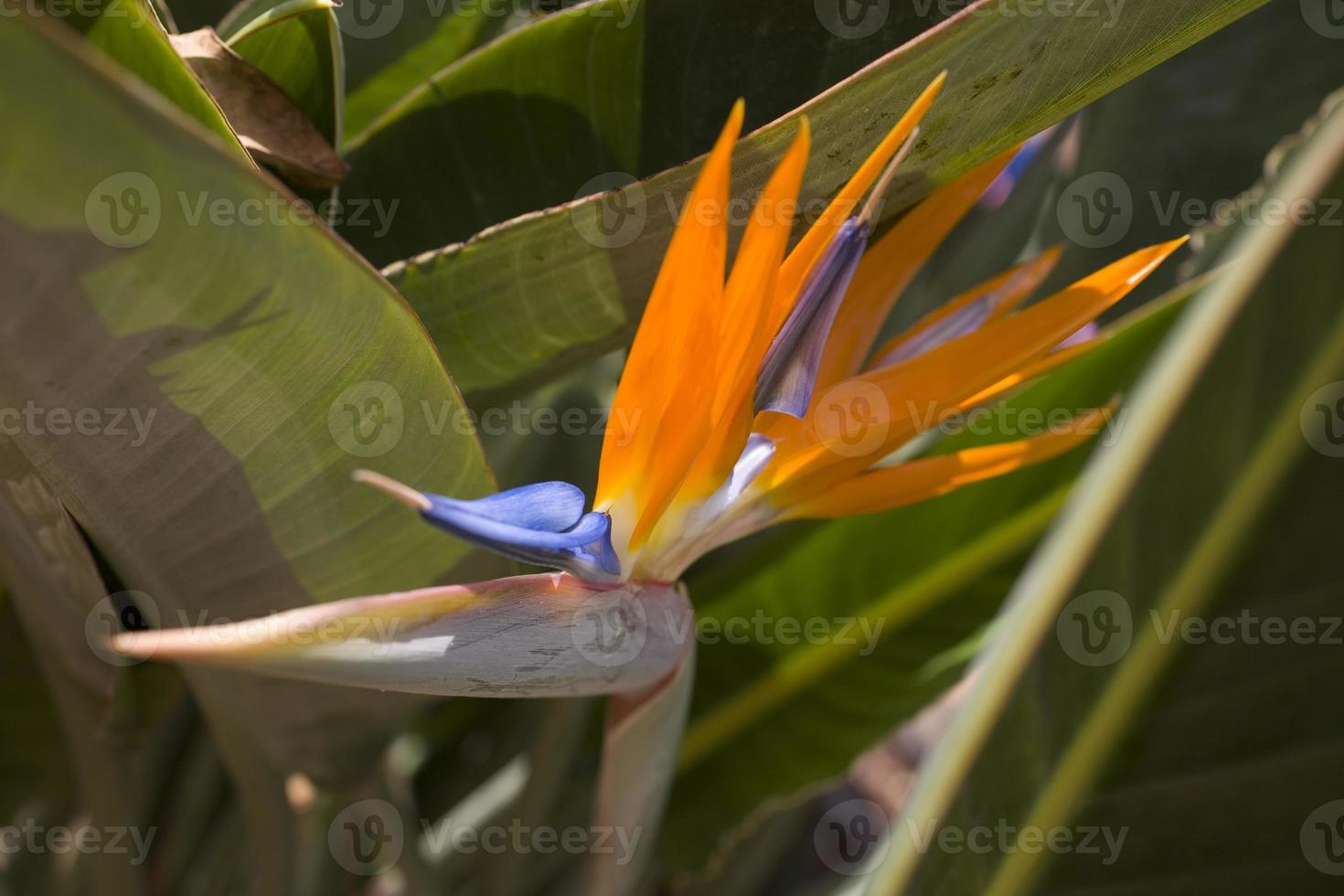 original real estrelitzia flor crescendo dentro natural habitat dentro a ogora dentro fechar-se foto