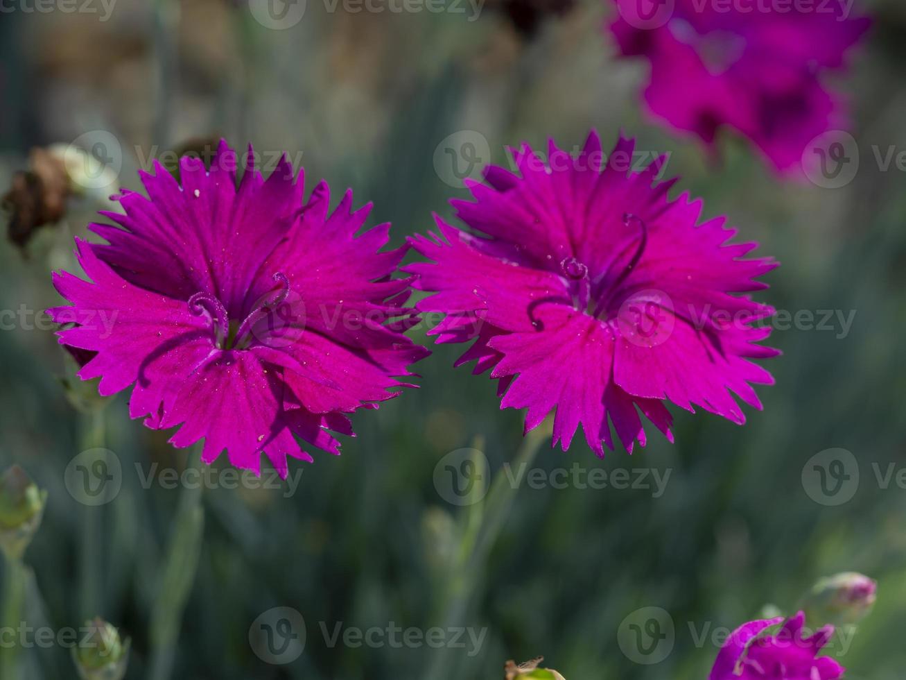 duas pequenas flores estrela de néon de dianthus em um jardim foto