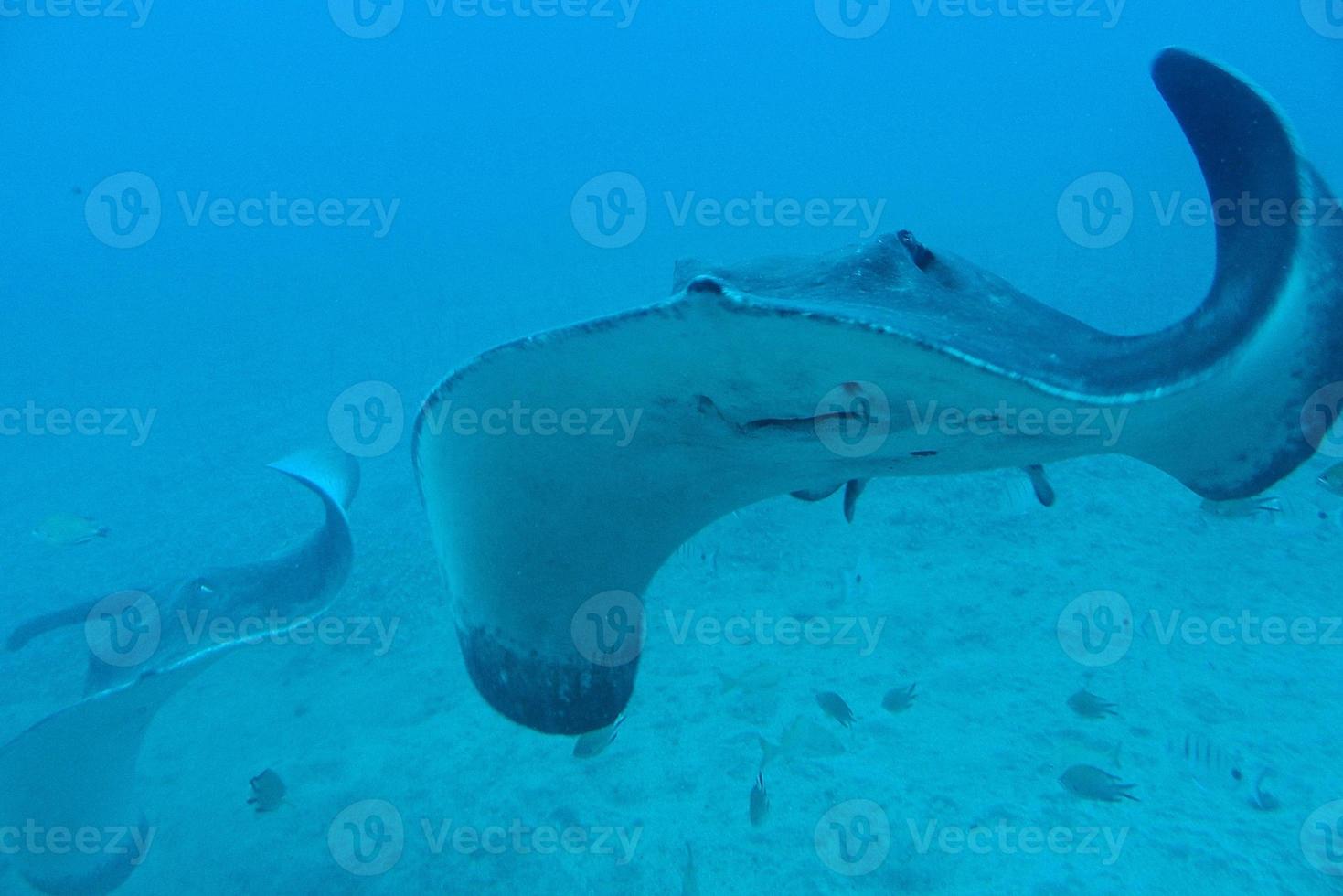 quieto calma submarino mundo com peixe vivo dentro a atlântico oceano foto