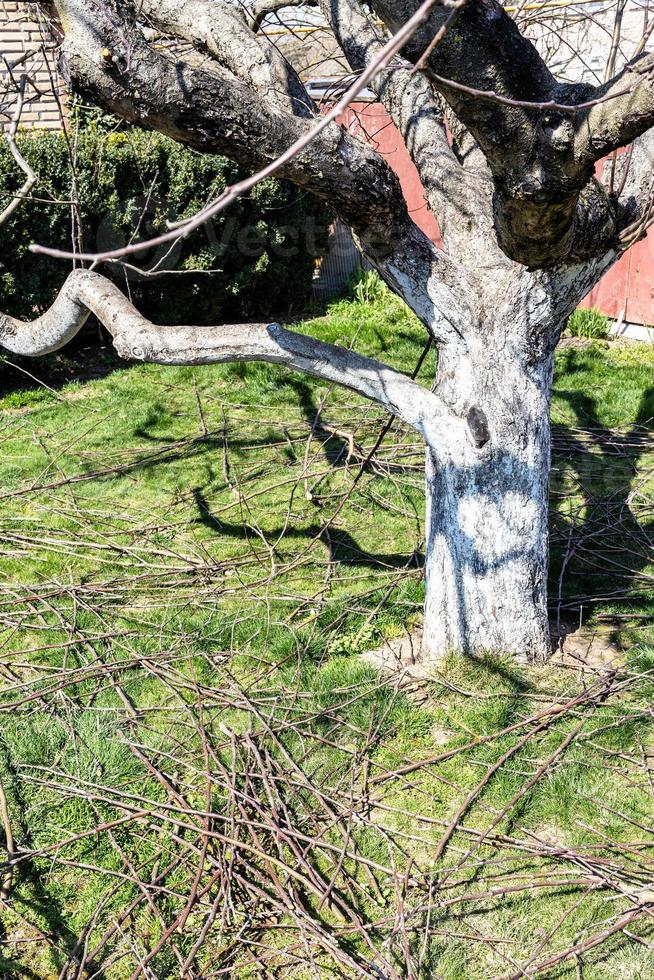 podado galhos do maçã árvore em verde gramado foto