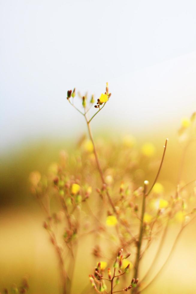 Flor amarelo selvagem flores Relva dentro Prado com natural luz solar foto