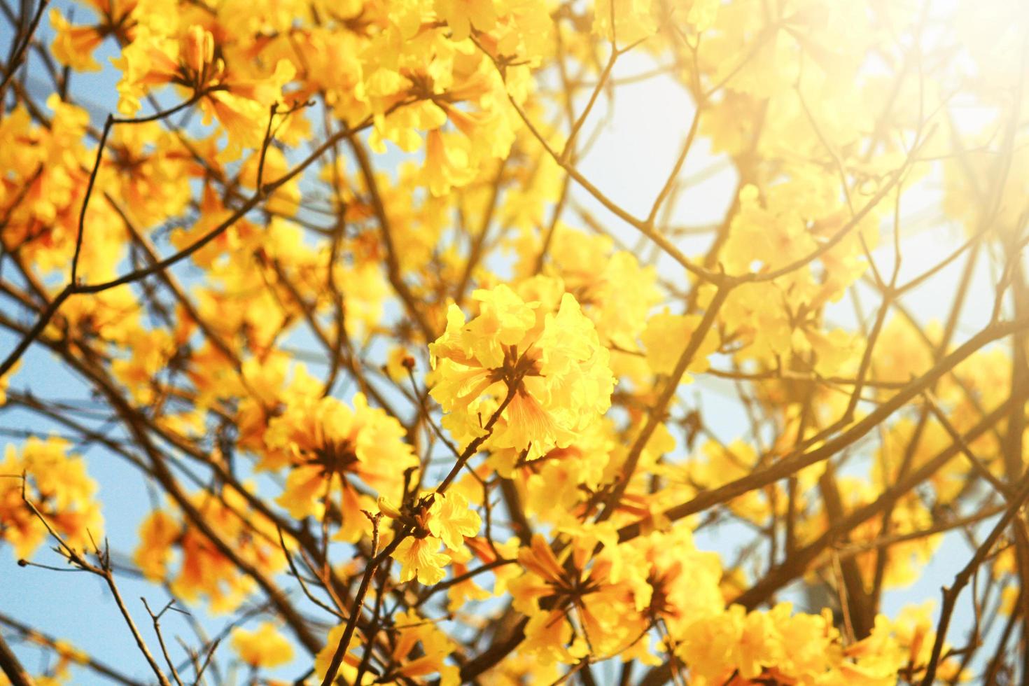 Flor anão dourado trunfo flores com azul céu. tabebuia crisotricha flores foto