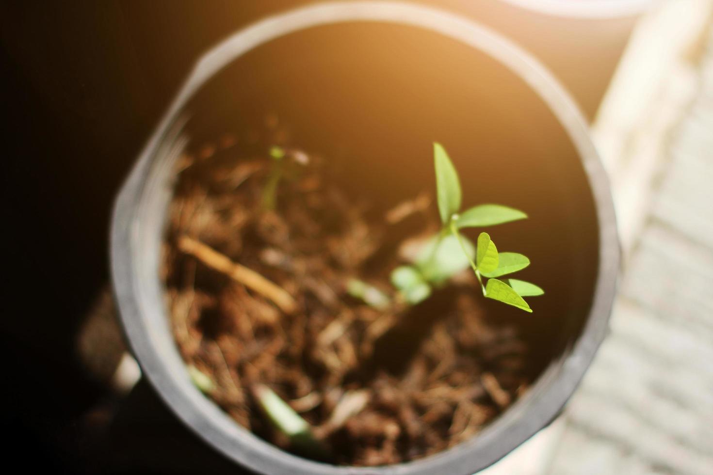 plantinha pequeno legumes plantar crescendo dentro Preto Panela com luz solar dentro jardim. jovem Novo vida conceito foto