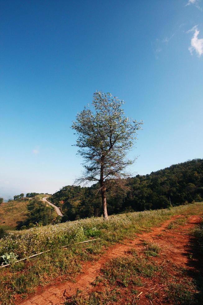 uma solitário árvore em a topo do a Colina dentro vale montanha com azul céu foto