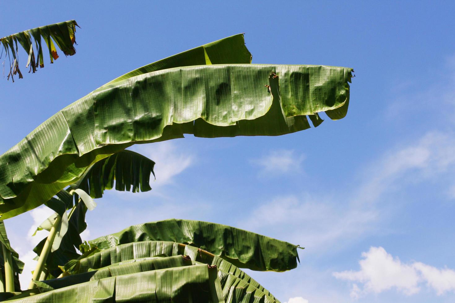 verde banana folhas ramo contra em a azul céu dentro natural luz solar foto
