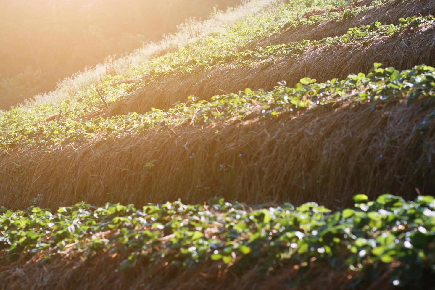 morango montanha Fazenda em declive e degrau com nascer do sol em Colina dentro Tailândia foto