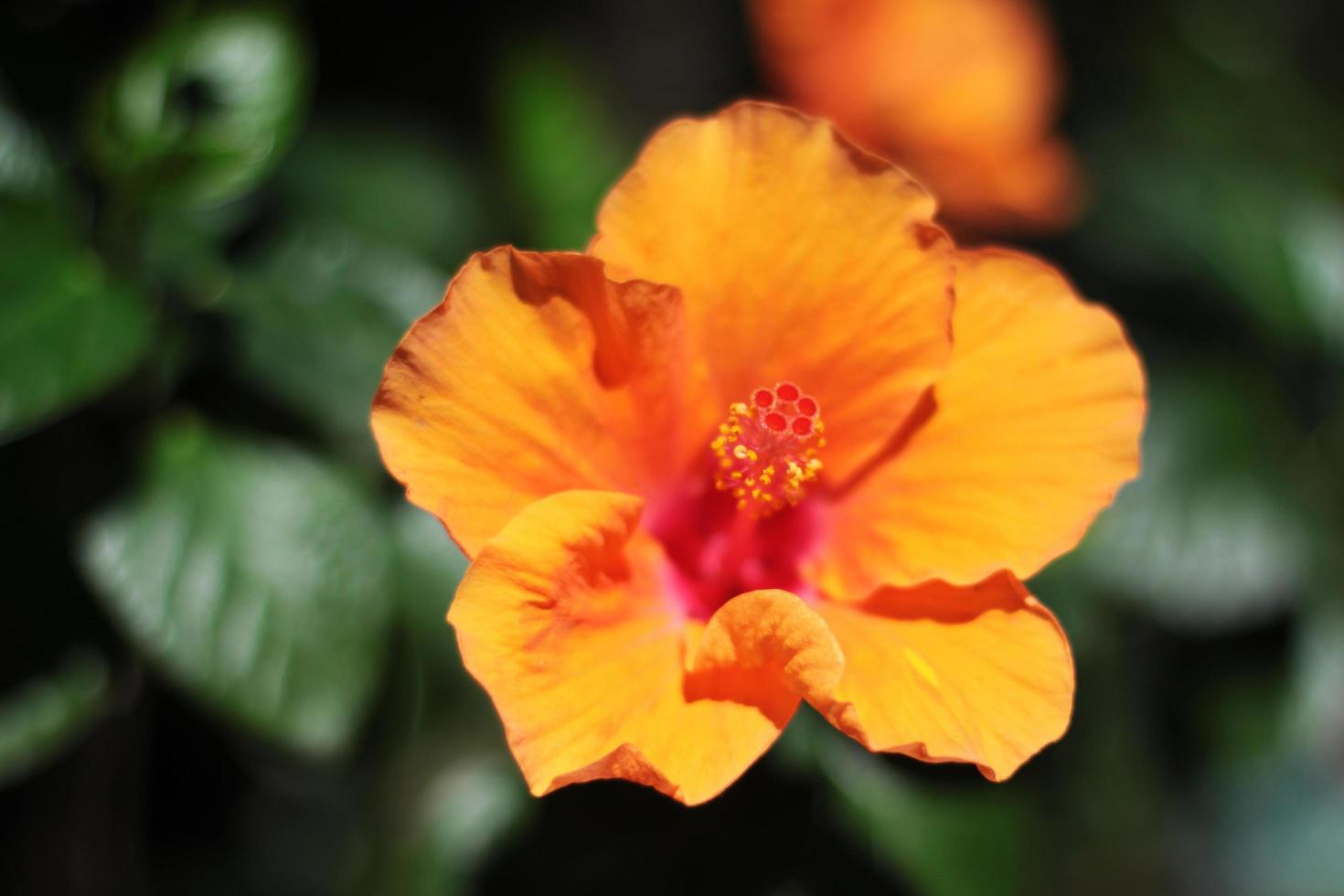 florescendo hibisco ou sapato flor dentro natural luz solar foto