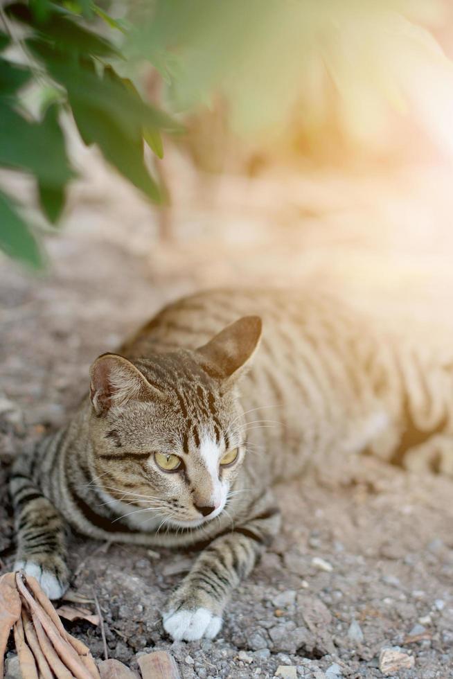 cinzento listrado gato apreciar e relaxar em solo chão dentro jardim com natural luz solar foto