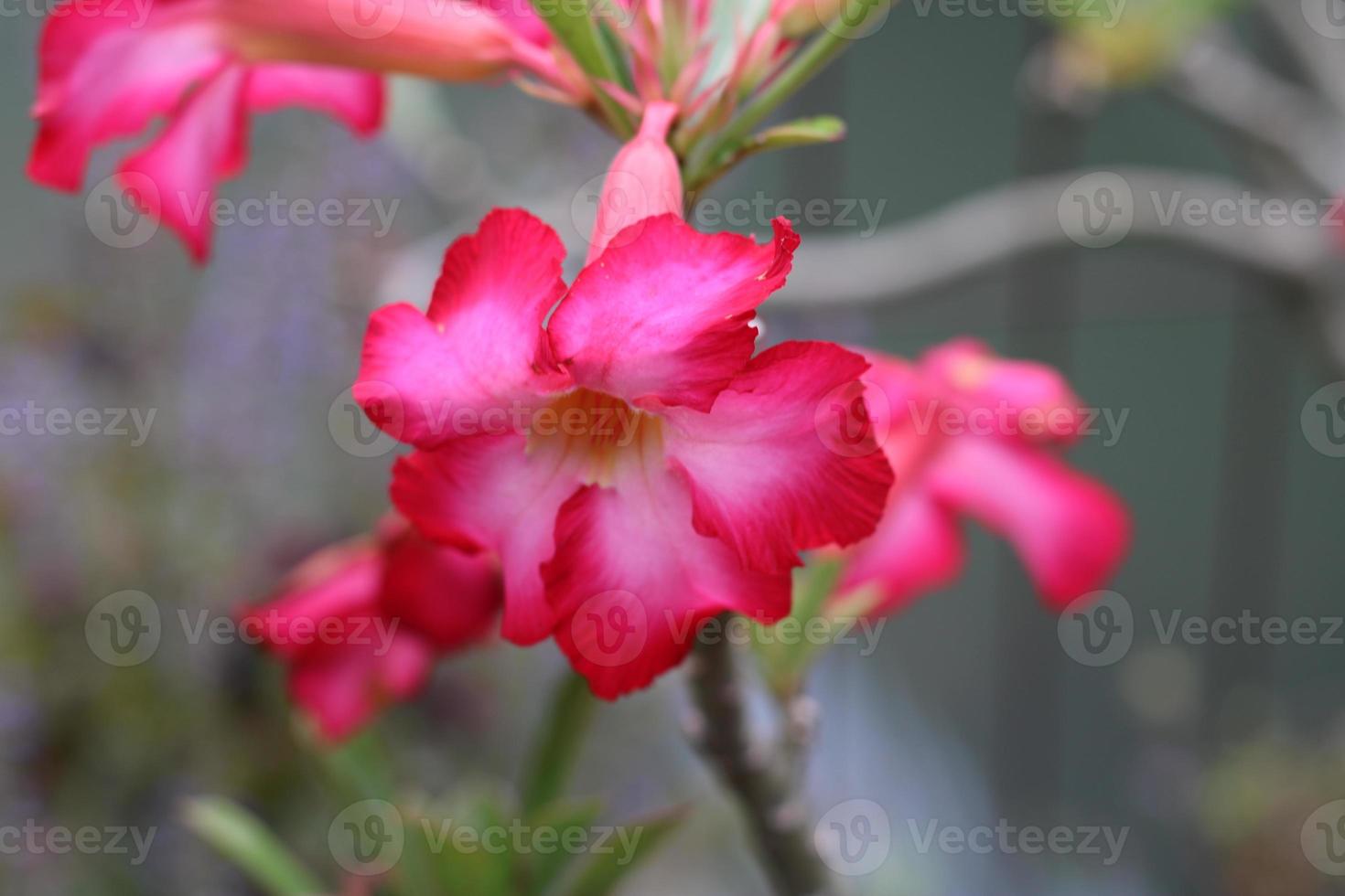 foto do rubor vermelho flores dentro a jardim vermelho