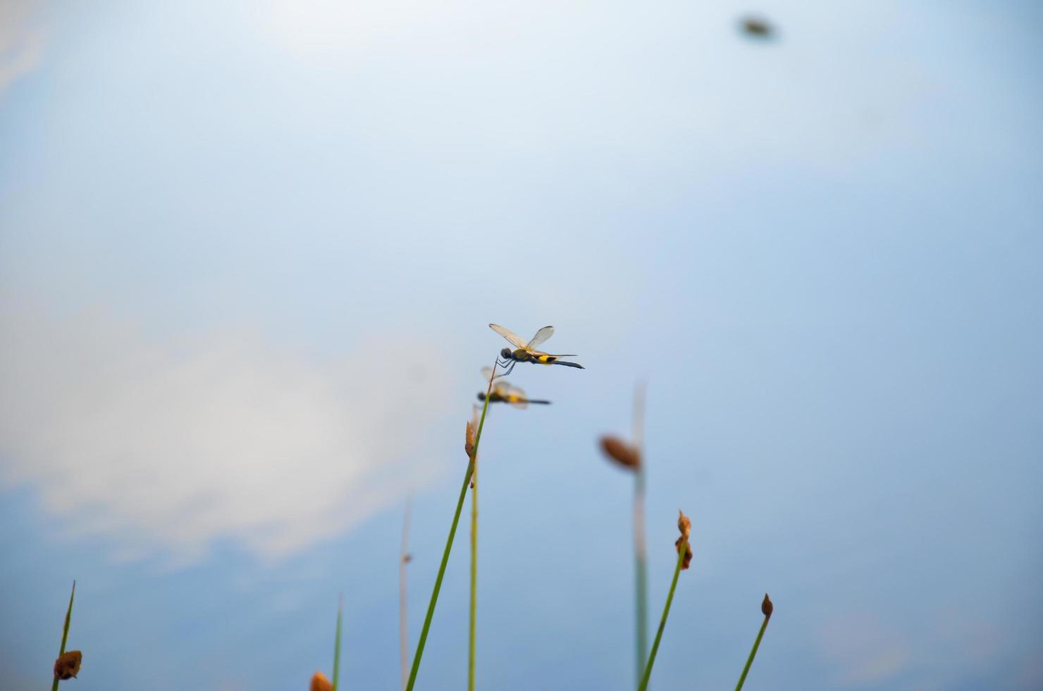 libélula em uma pequeno perseguir com uma lindo natureza fundo foto