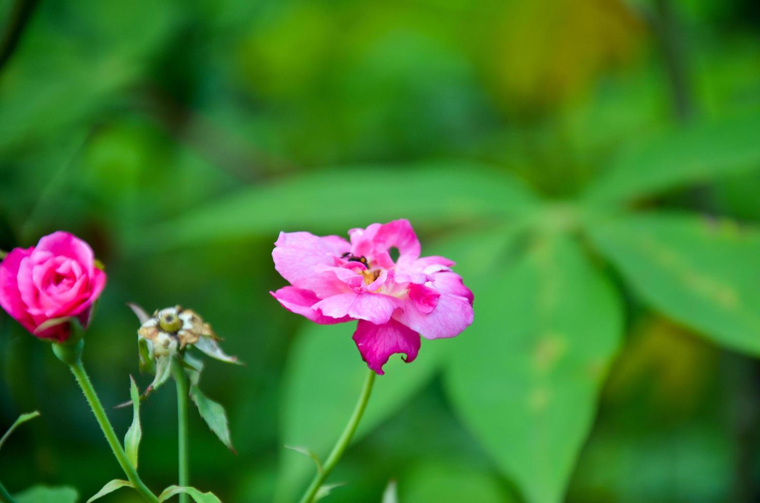 brilhante e fresco Rosa rosa flor contra uma verde natureza fundo dentro a jardim foto