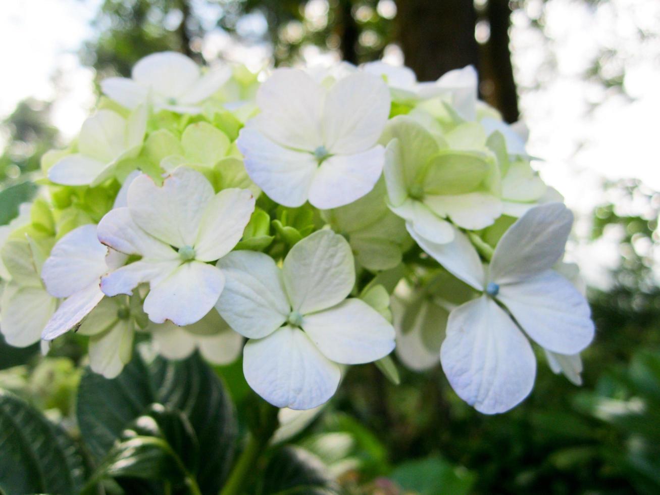 fechar-se cenário do lindo branco flores hortênsia paniculata dentro a jardim foto