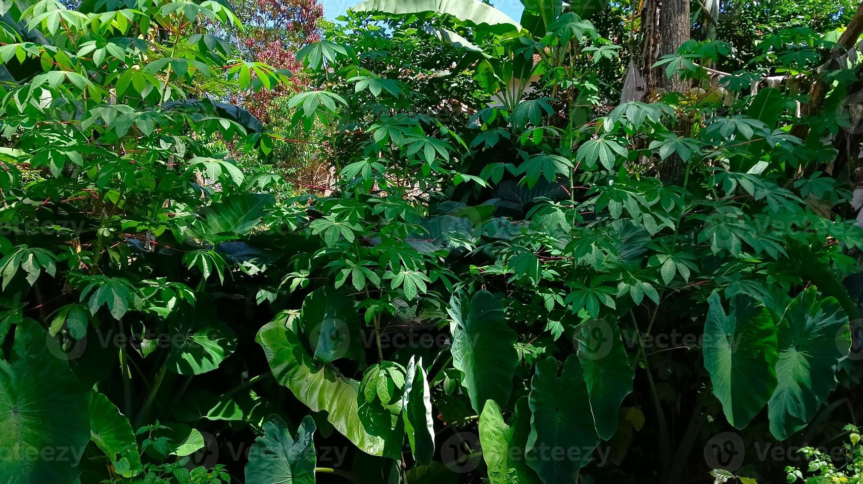 denso mandioca árvores dentro a jardim com alguns taro árvores foto