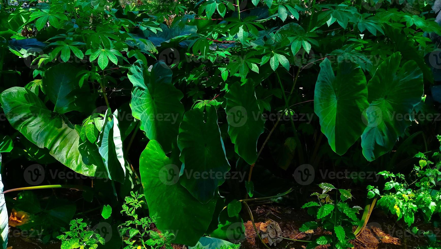 denso mandioca árvores dentro a jardim com alguns taro árvores foto