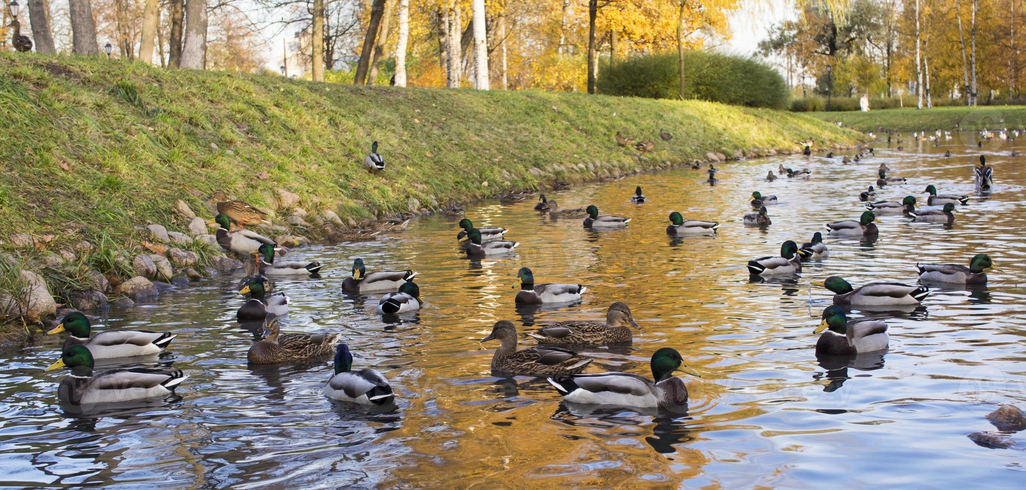 outono panorama com rebanho do pato-real patos nadar em lago foto