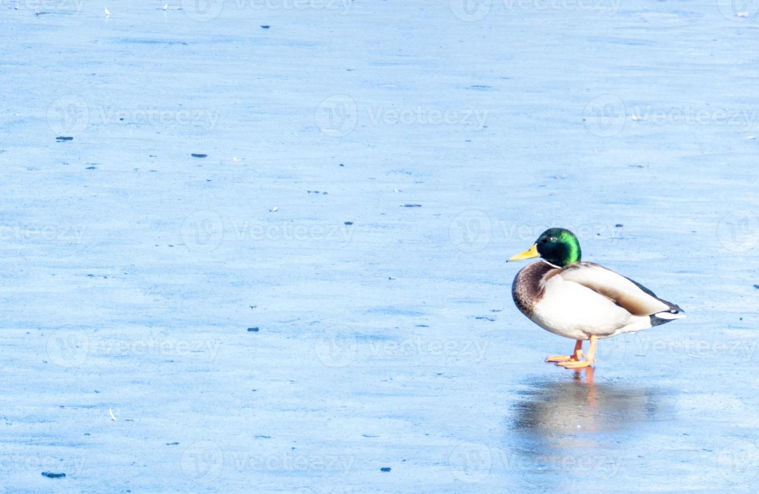 drake cópia de espaço para texto. selvagem vida do animais perto pessoas foto