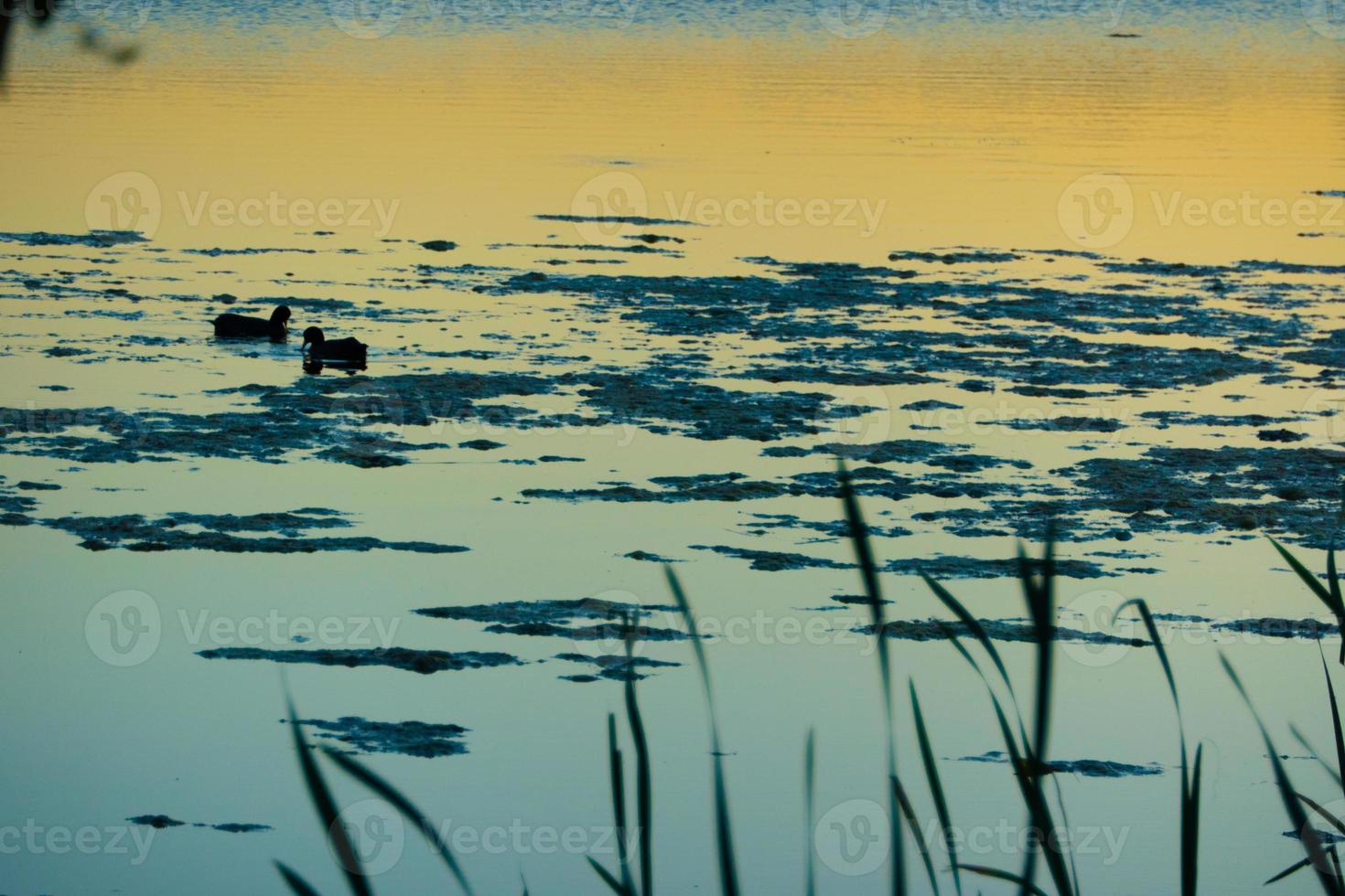 Pato silhueta dentro dourado pôr do sol foto