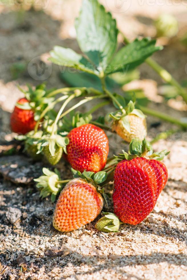 doce orgânico morangos crescer e amadurecer dentro a jardim foto