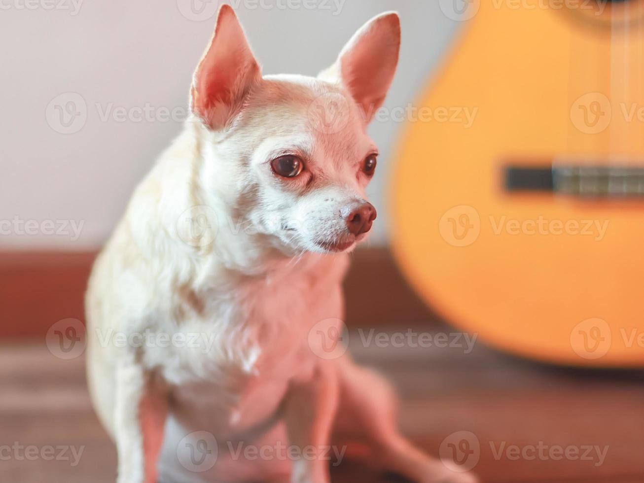 Castanho chihuahua cachorro sentado dentro Sombrio quarto com acústico guitarra. foto