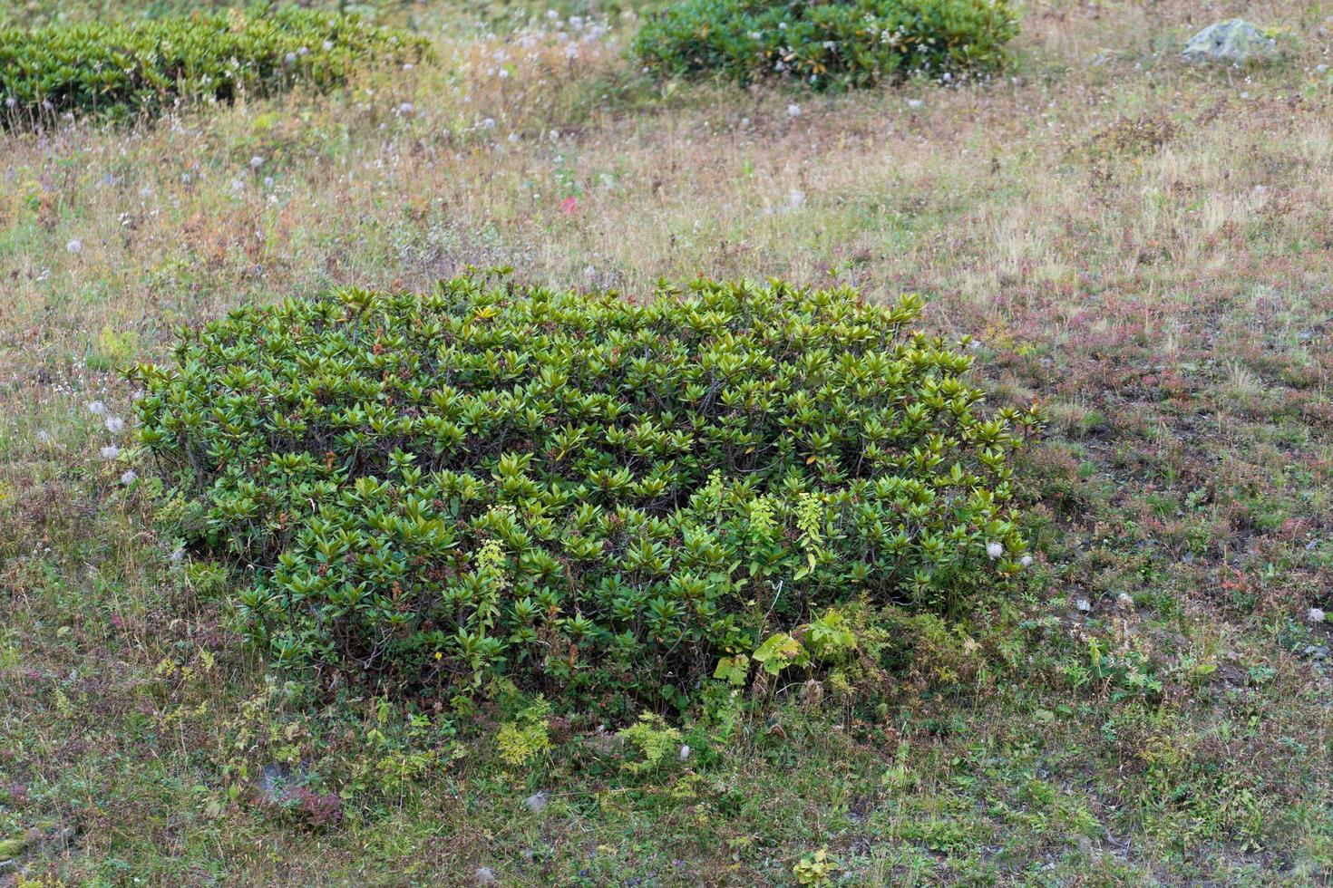 arbustos de rododendro em um campo em sochi, rússia foto