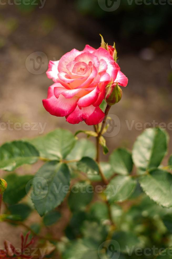 Rosa chá rosa dentro a verão jardim foto