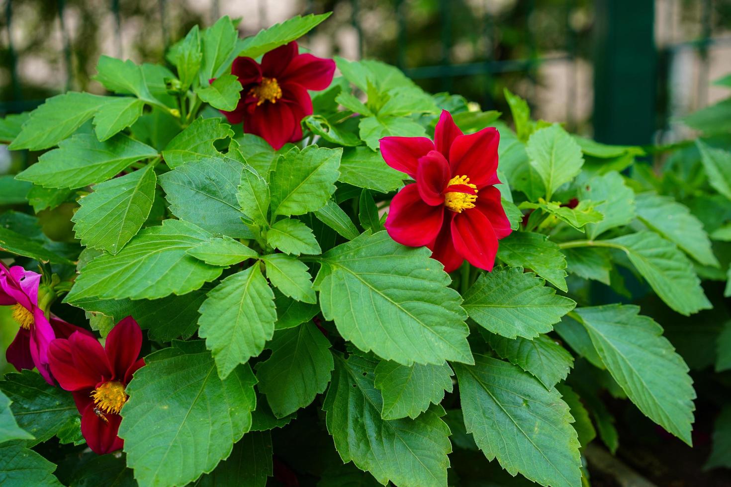 dálias vermelhas em um canteiro de flores em um jardim foto