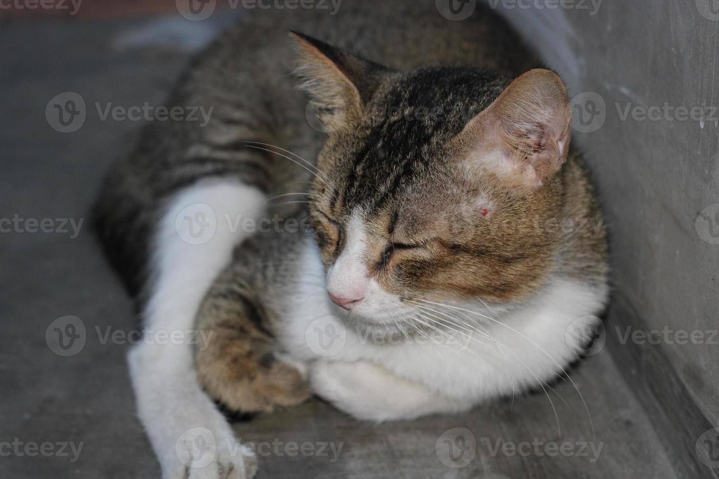 pose do uma gato sentado relaxado foto