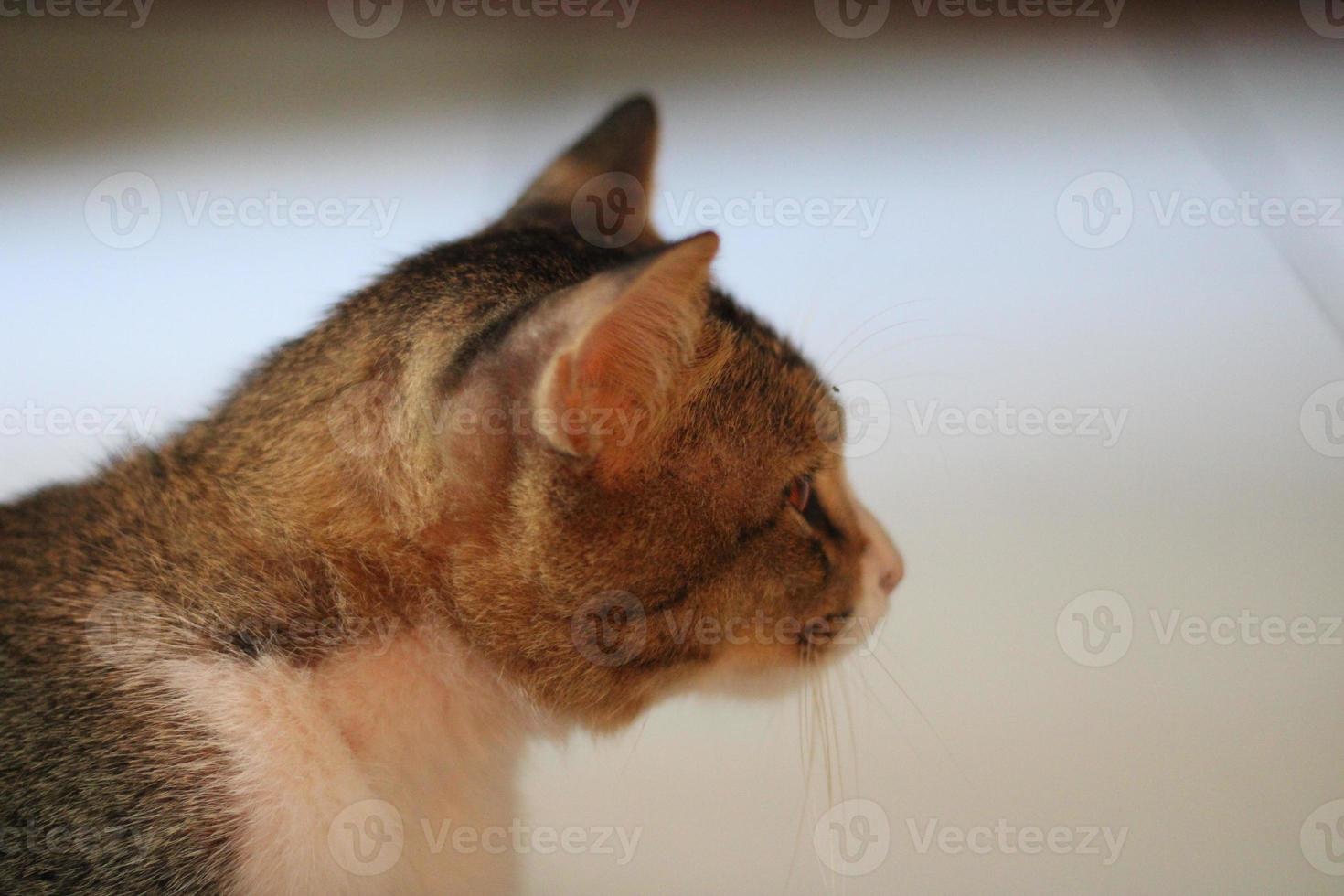 foto do uma gato em repouso relaxado