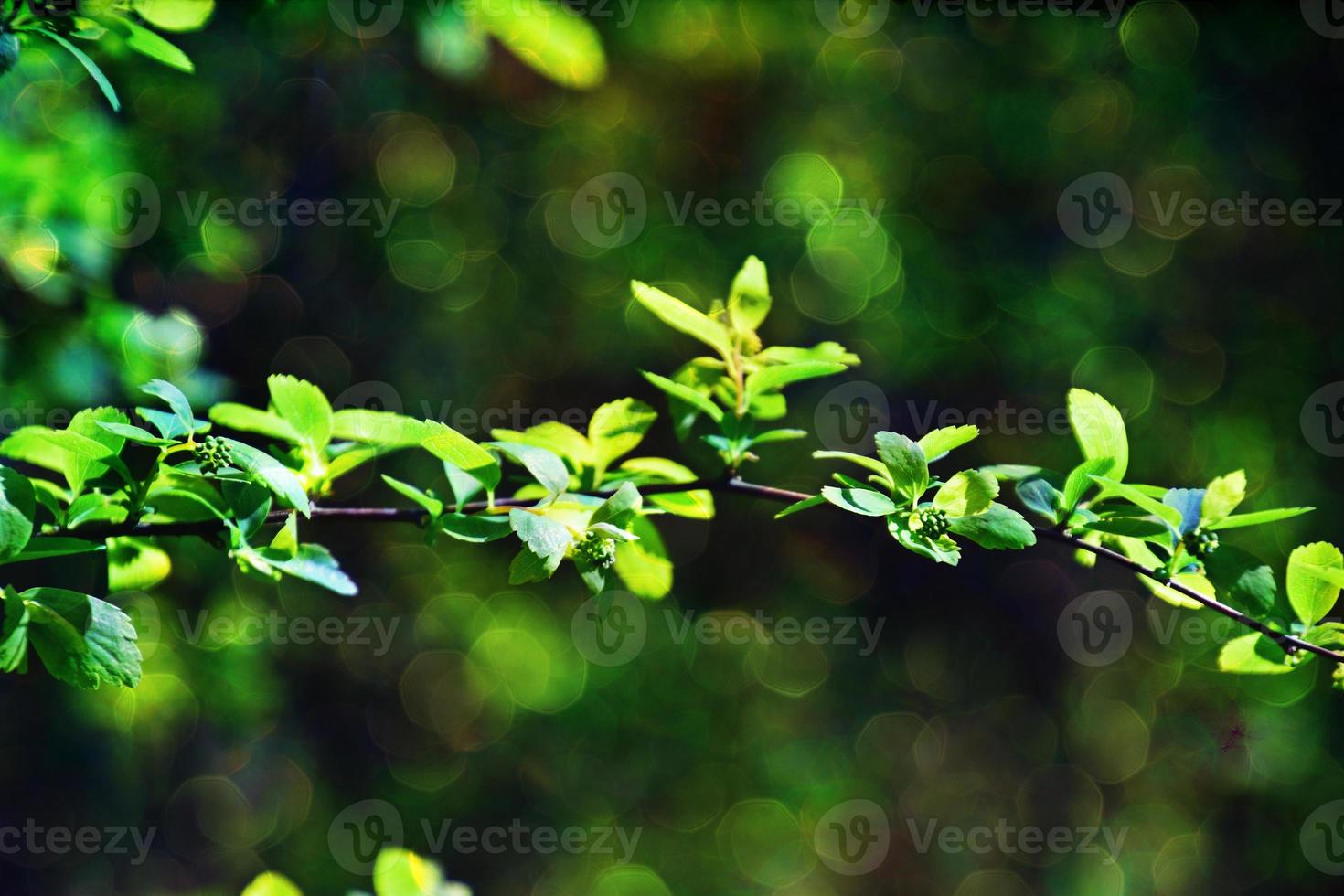 galho com jovem fresco Primavera verde folhas em uma caloroso ensolarado dia foto