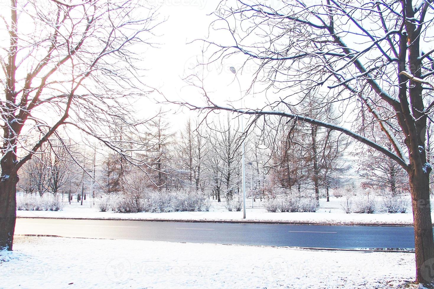 inverno panorama com fresco neve e árvores foto