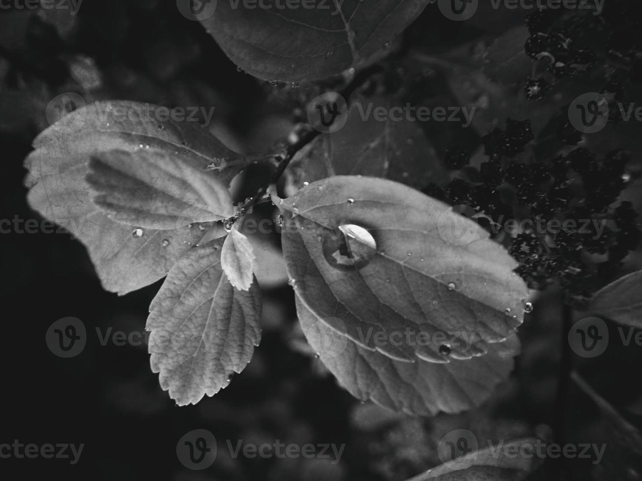 lindo verão plantar com pingos de chuva em a folhas monocromático foto