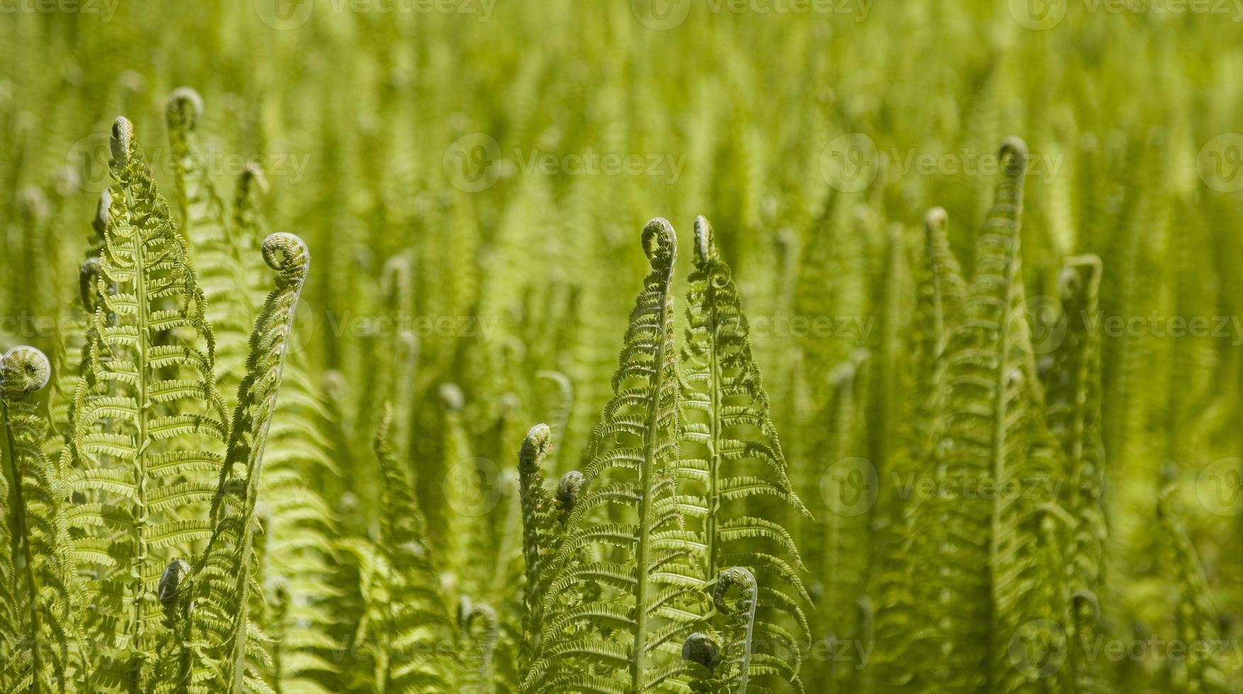 brilhante verde fundo com jovem Primavera samambaia folhas foto