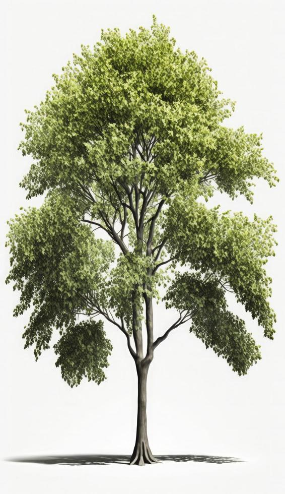 americano faia árvores, 3d Renderização, para ilustração, digital composição, arquitetura visualização, gerar ai foto